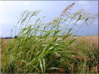Noxious Weed